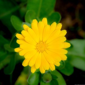 Preview wallpaper marigold, flower, petals, macro, yellow, plant