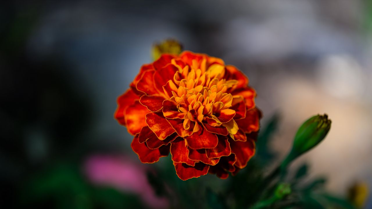 Wallpaper marigold, flower, petals, macro, orange