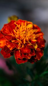 Preview wallpaper marigold, flower, petals, macro, orange