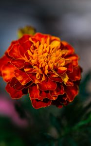 Preview wallpaper marigold, flower, petals, macro, orange