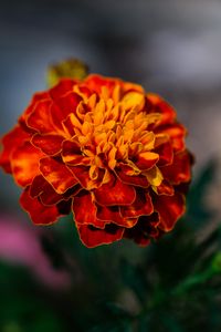 Preview wallpaper marigold, flower, petals, macro, orange