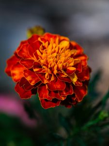 Preview wallpaper marigold, flower, petals, macro, orange