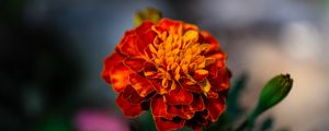 Preview wallpaper marigold, flower, petals, macro, orange