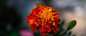 Preview wallpaper marigold, flower, petals, macro, orange