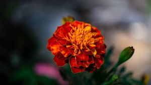 Preview wallpaper marigold, flower, petals, macro, orange