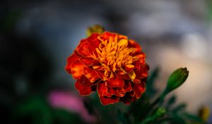 Preview wallpaper marigold, flower, petals, macro, orange