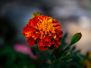 Preview wallpaper marigold, flower, petals, macro, orange