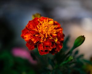 Preview wallpaper marigold, flower, petals, macro, orange