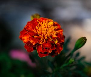 Preview wallpaper marigold, flower, petals, macro, orange