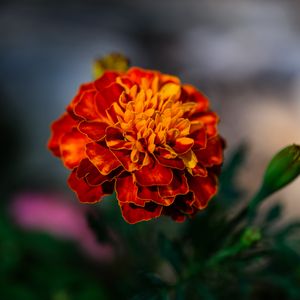 Preview wallpaper marigold, flower, petals, macro, orange