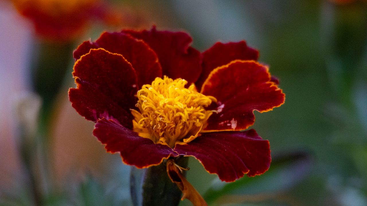 Wallpaper marigold, flower, petals, macro