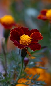 Preview wallpaper marigold, flower, petals, macro