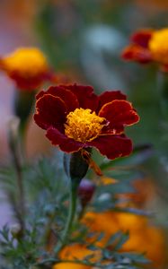 Preview wallpaper marigold, flower, petals, macro