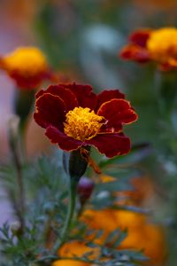 Preview wallpaper marigold, flower, petals, macro