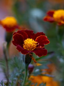 Preview wallpaper marigold, flower, petals, macro