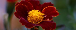 Preview wallpaper marigold, flower, petals, macro