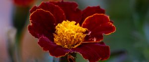 Preview wallpaper marigold, flower, petals, macro