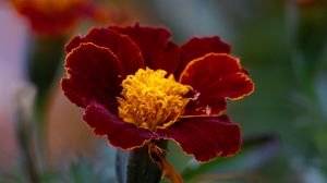 Preview wallpaper marigold, flower, petals, macro