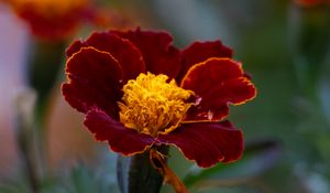 Preview wallpaper marigold, flower, petals, macro