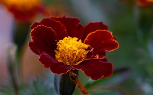 Preview wallpaper marigold, flower, petals, macro