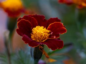 Preview wallpaper marigold, flower, petals, macro