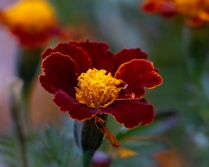 Preview wallpaper marigold, flower, petals, macro