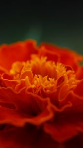 Preview wallpaper marigold, flower, petals, macro, red