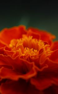 Preview wallpaper marigold, flower, petals, macro, red