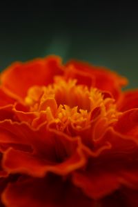 Preview wallpaper marigold, flower, petals, macro, red