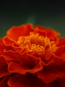 Marigold old mobile, cell phone, smartphone wallpapers hd, desktop  backgrounds 240x320, images and pictures
