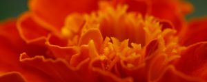 Preview wallpaper marigold, flower, petals, macro, red