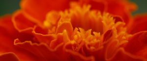 Preview wallpaper marigold, flower, petals, macro, red