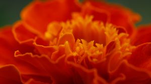 Preview wallpaper marigold, flower, petals, macro, red