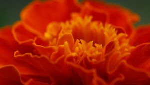 Preview wallpaper marigold, flower, petals, macro, red