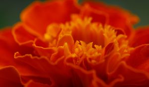 Preview wallpaper marigold, flower, petals, macro, red