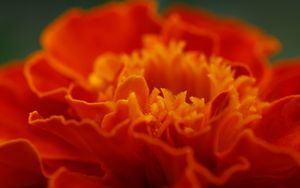 Preview wallpaper marigold, flower, petals, macro, red