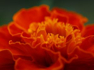 Preview wallpaper marigold, flower, petals, macro, red