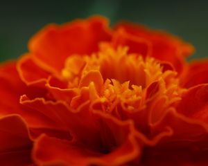 Preview wallpaper marigold, flower, petals, macro, red