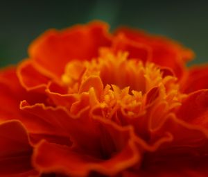 Preview wallpaper marigold, flower, petals, macro, red