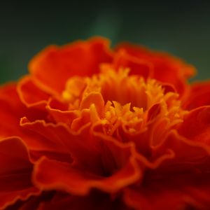 Preview wallpaper marigold, flower, petals, macro, red