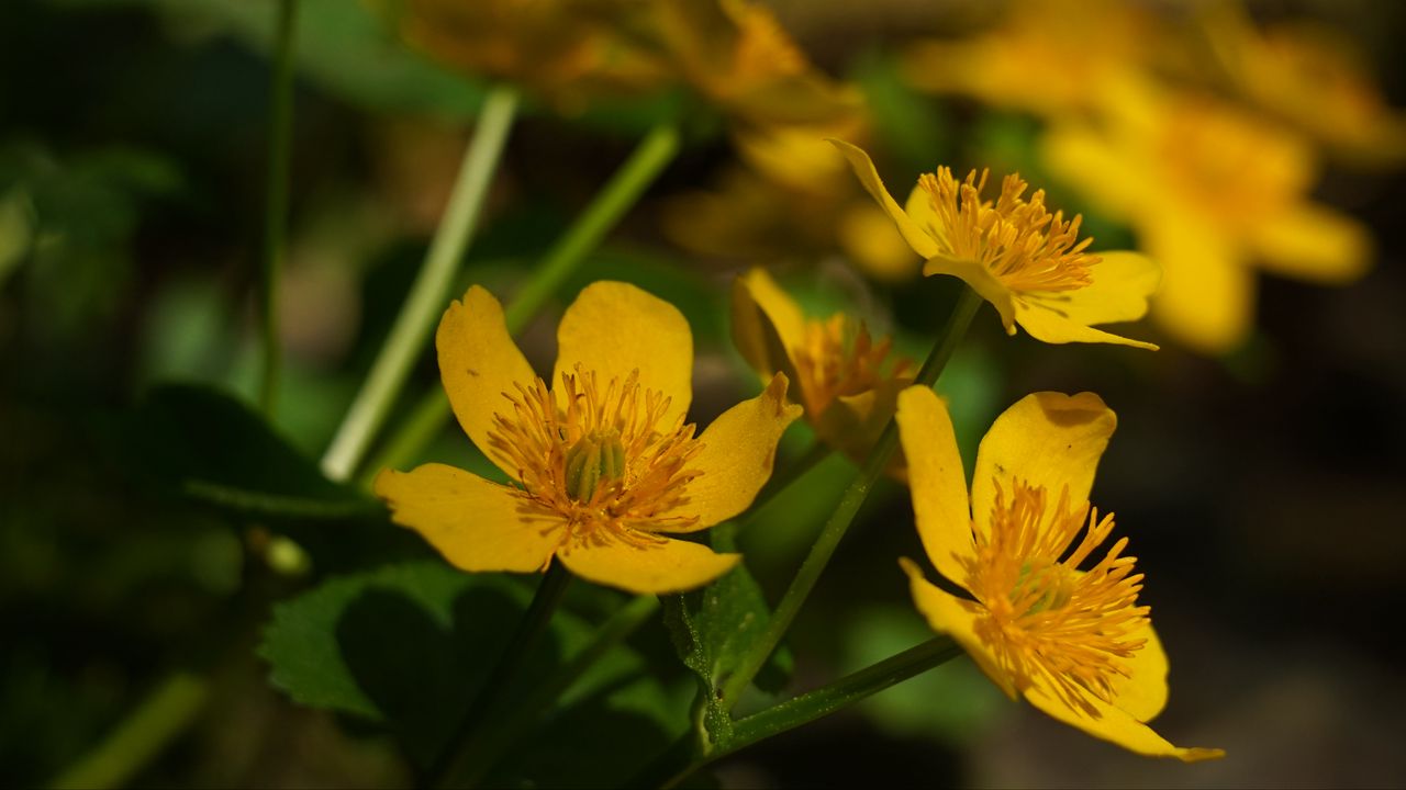 Wallpaper marigold, flower, petals, yellow