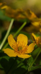 Preview wallpaper marigold, flower, petals, yellow