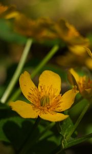 Preview wallpaper marigold, flower, petals, yellow