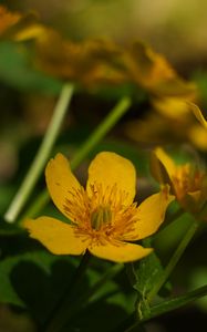 Preview wallpaper marigold, flower, petals, yellow