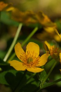 Preview wallpaper marigold, flower, petals, yellow