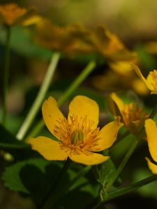 Preview wallpaper marigold, flower, petals, yellow