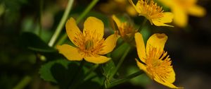 Preview wallpaper marigold, flower, petals, yellow