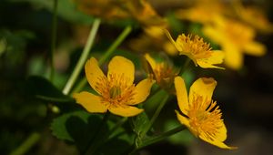 Preview wallpaper marigold, flower, petals, yellow