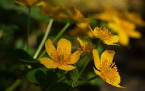 Preview wallpaper marigold, flower, petals, yellow