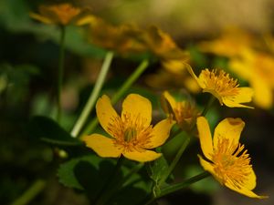 Preview wallpaper marigold, flower, petals, yellow